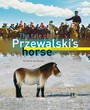 THE TALE OF THE PRZEWALSKI'S HORSE (BOEK EN DVD)